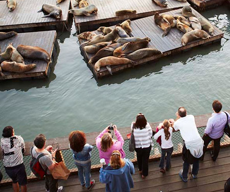 Pier 39 Sea Lions Cam