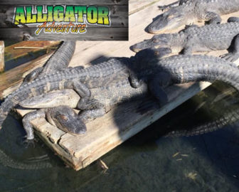 Alligator Adventure - North Myrtle Beach