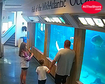 Atlantic City, NJ Aquarium Live Cam