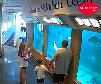 Atlantic City, NJ Aquarium Live Cam