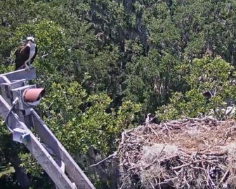 Live Osprey Nest Webcam, Skidaway Island, Savannah, GA.