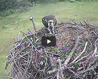 Creek Nest Raptor Cam