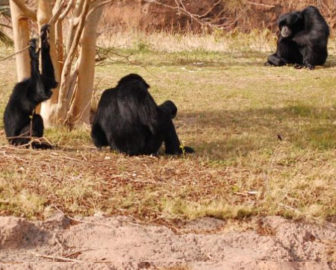 Virginia Zoo Webcam in Norfolk, VA