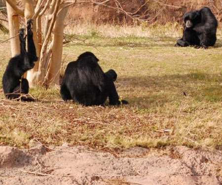 Virginia Zoo Webcam in Norfolk, VA