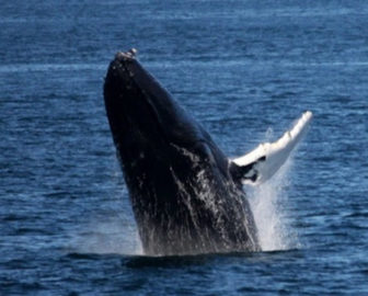 Bar Harbor Whale Watch