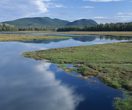 Bass Harbor Marsh Webcam