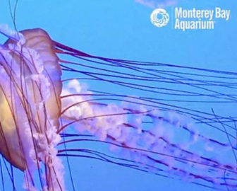 Jelly Cam by Monterey Bay Aquarium