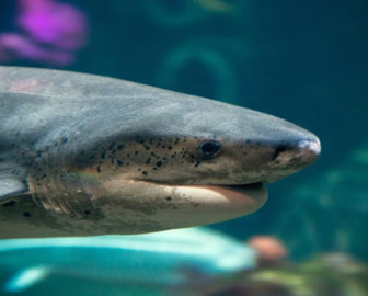 Live Shark Cam by Monterey Bay Aquarium
