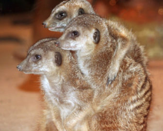 Live Meerkat Cam from Maritime Aquarium at Norwalk