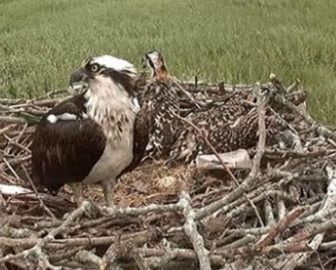 Live Osprey Cam New Haven, CT