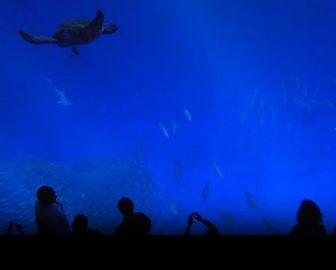 Monterey Bay Aquarium Open Sea Cam