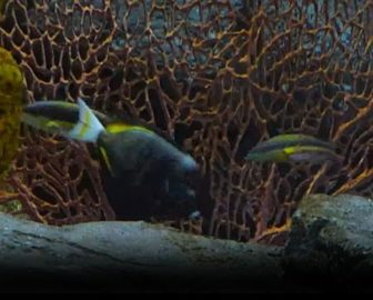 Monterey Bay Aquarium Coral Reef Cam