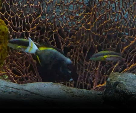 Monterey Bay Aquarium Coral Reef Cam