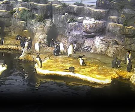 Moody's Garden Penguin Cam