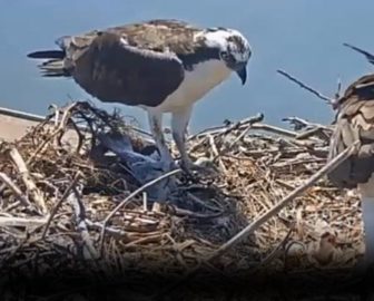 San Francisco Bay Ospreys