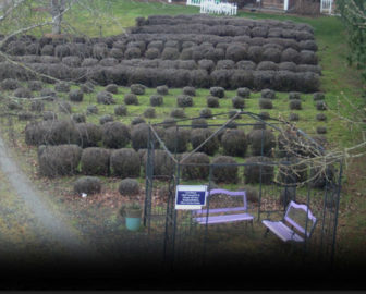 Purple Haze Lavender Farm Live Cam
