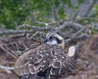 The Landing Osprey Cam, Skidaway Island, Savannah GA