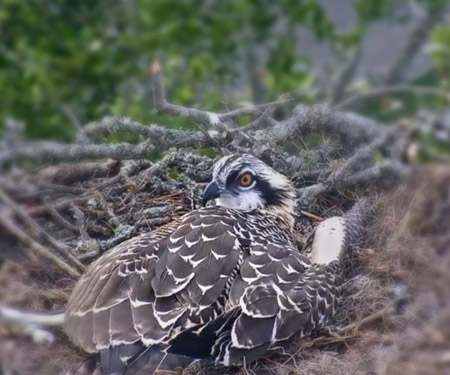 The Landing Osprey Cam, Skidaway Island, Savannah GA