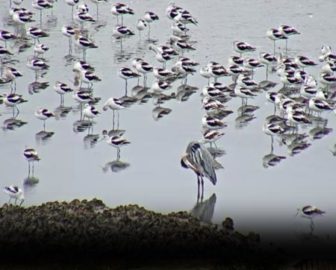 Bolivar Peninsula Wetlands & Wildlife Cam