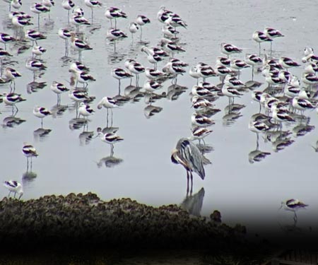 Bolivar Peninsula Wetlands & Wildlife Cam