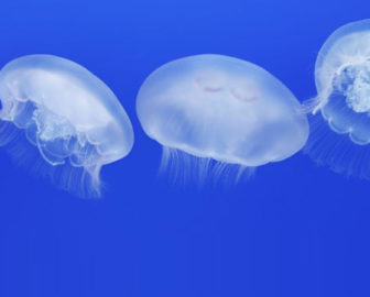 Moon Jelly Cam by Monterey Bay Aquarium