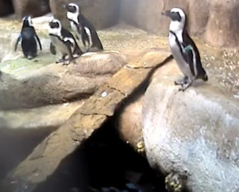 California Academy of Sciences Penguin Cam San Francisco, CA