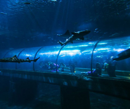 Oregon Coast Aquarium Shark Cam