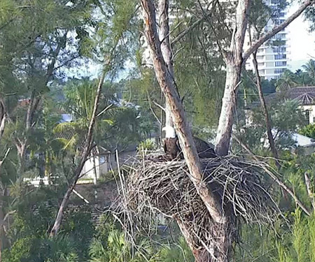 Marco Island Eagle Cam, Florida