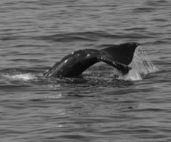 OPRD Whale Watching Center Live Cam, Oregon