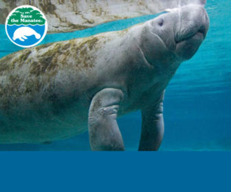 Manatee Underwater Webcam Highlights, Florida