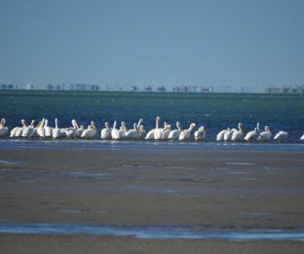 South Padre Island Birding Nature & Alligator Sanctuary Webcam