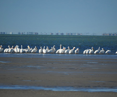 South Padre Island Birding Nature & Alligator Sanctuary Webcam