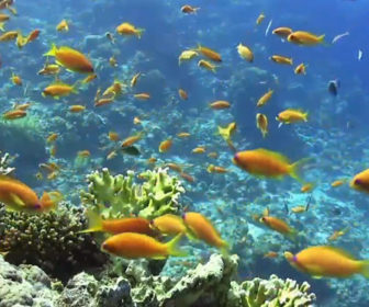 Calm Relaxing Underwater Sea Life Webcam