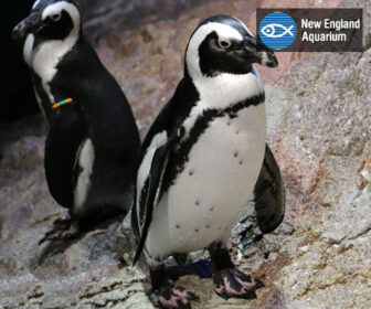 New England Aquarium Penguin Live Cam, Boston MA