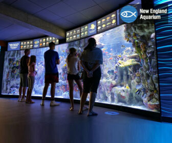 New England Aquarium Giant Ocean Tank Live Cam, Boston MA