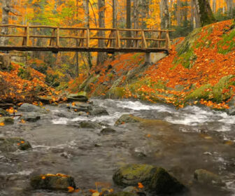Scenic Autumn Views & Relaxing Sounds of Gentle Stream