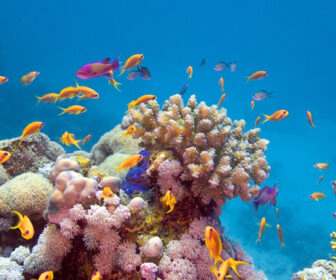 Harbour Village Bonaire Coral Reef Cam, Coral Gables, Florida