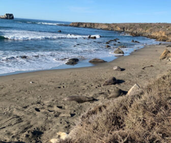 Piedras Blancas Friends of the Elephant Seal in San Simeon, CA