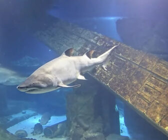 Long Island Aquarium Live Shark Tank Cam