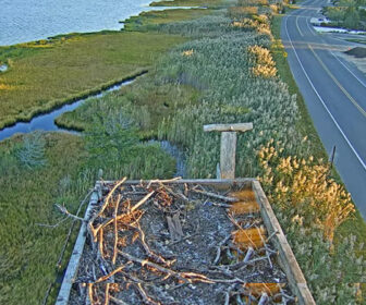 Barnegat Light, NJ Live Osprey Cam