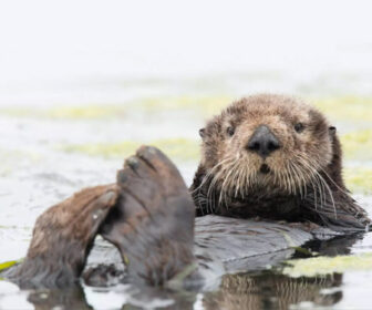 Sea Otter Cam by Monterey Bay Aquarium